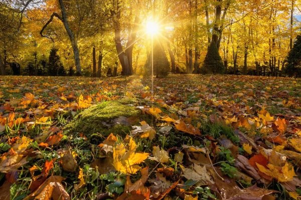 природа осени