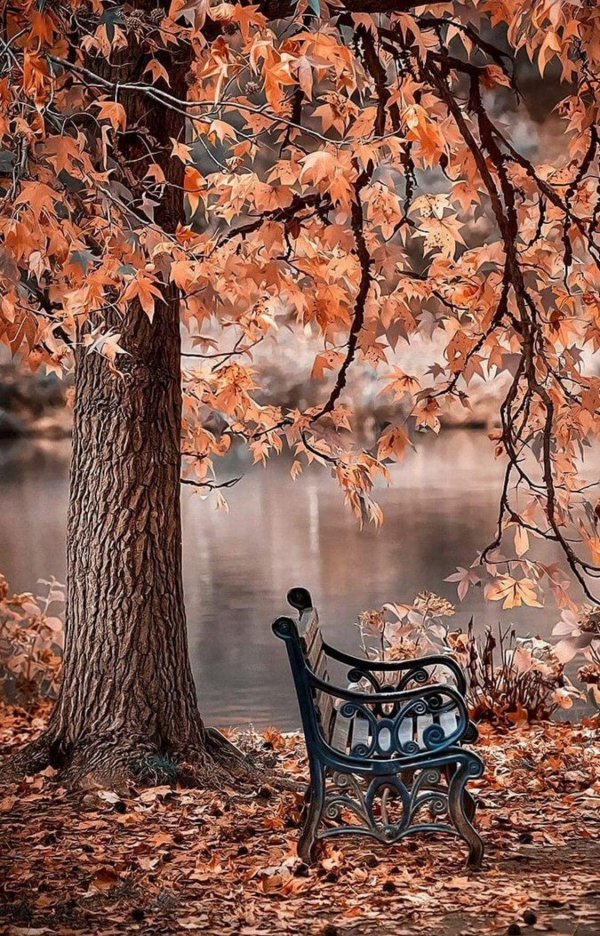 осенний пейзаж со скамейкой