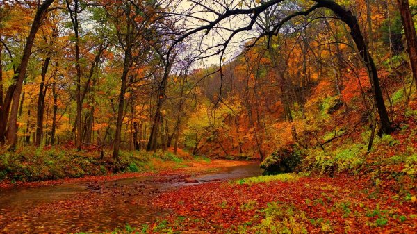 природа осенняя