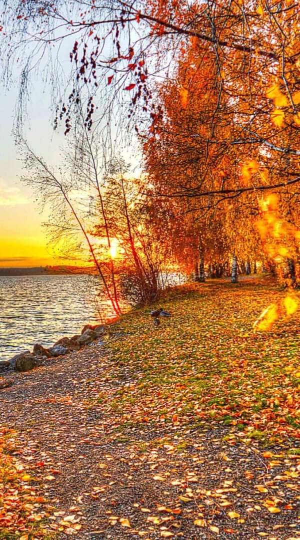 природа осенняя