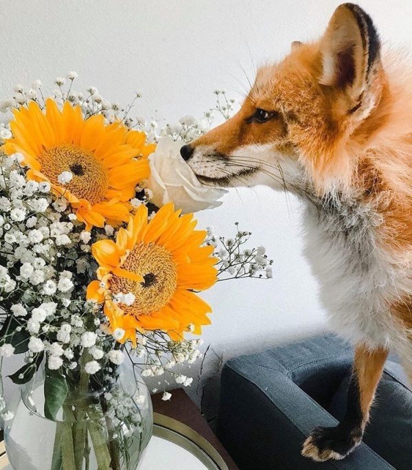 домашние лисы