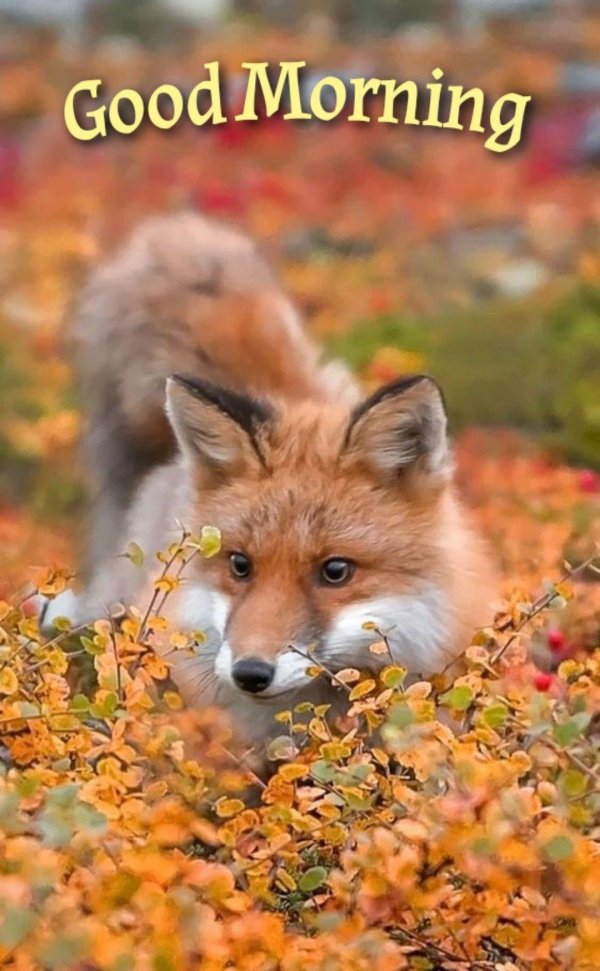 осенний лис