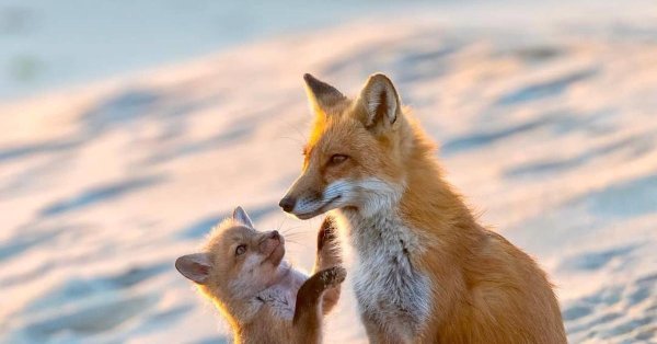 лисица с лисятами