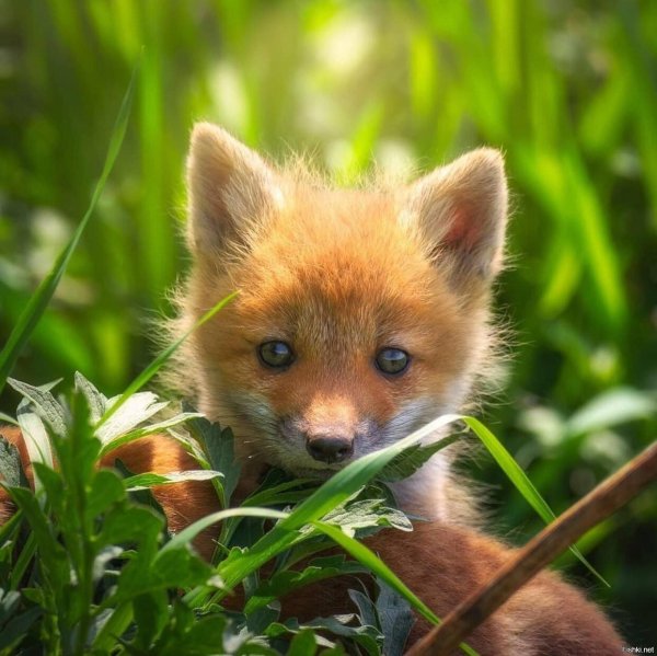 маленькие лисята