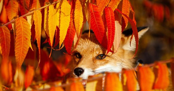 осенние животные