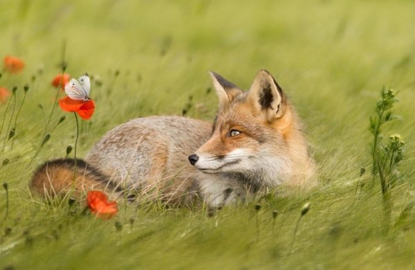 лисица летом