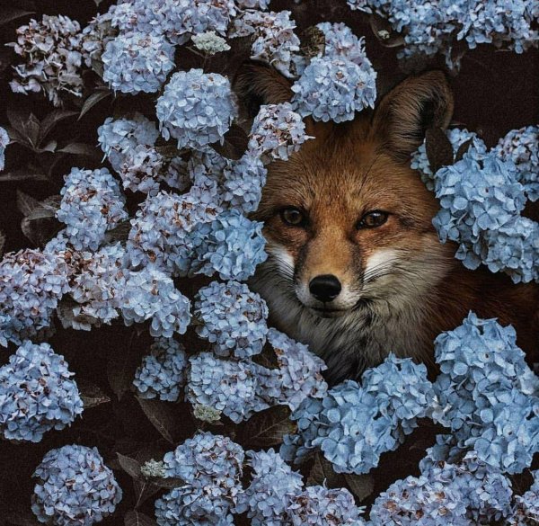 лисенок эстетика