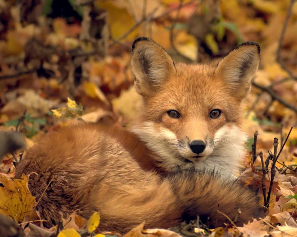 животные осень