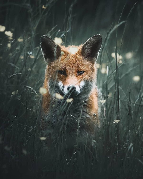 лисица эстетика