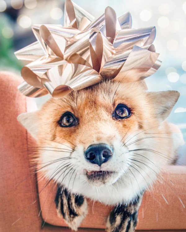 новогодние лисы