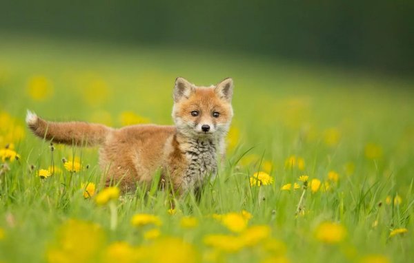 лисенок маленький