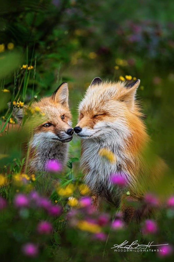 лисья нежность