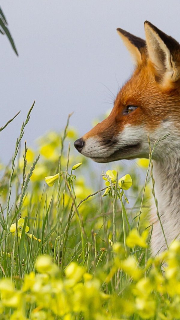 лисенок животные