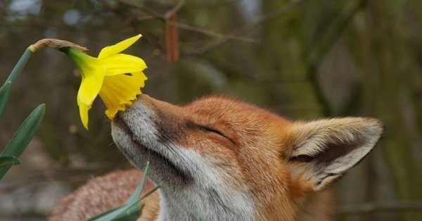 лисичка нюхает