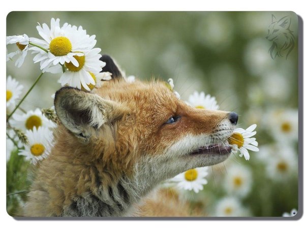 с ромашками