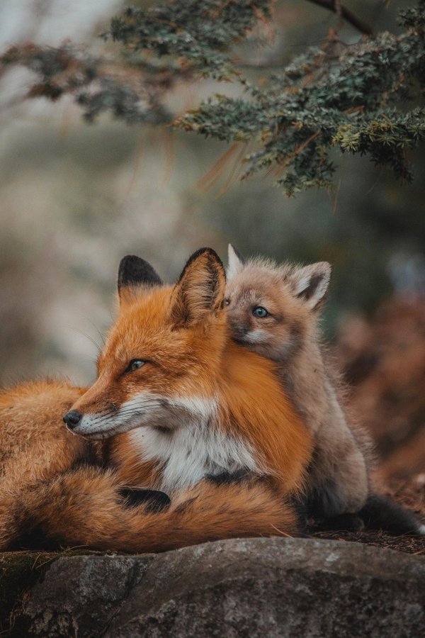 лисица с лисятами