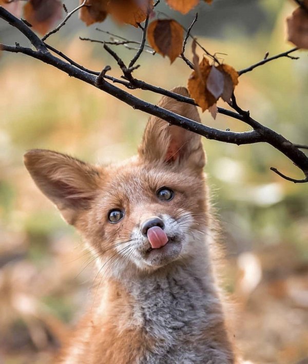 осси сааринен фотограф
