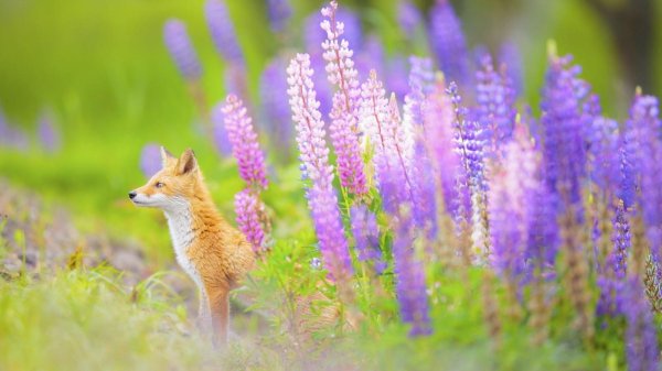 лисичка в цветах