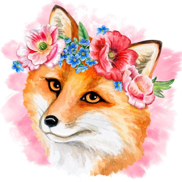 красивая лисичка