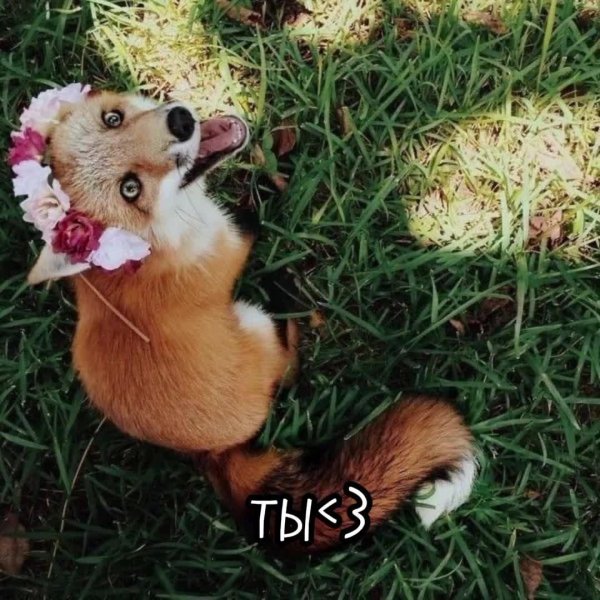 лисичка красивая