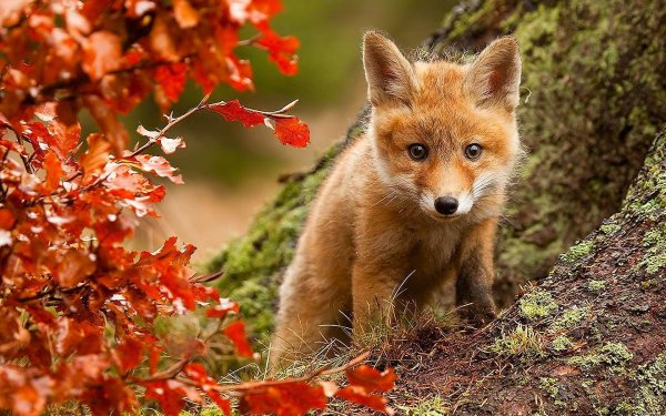 животные осень