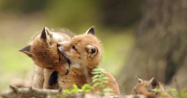маленькие лисята