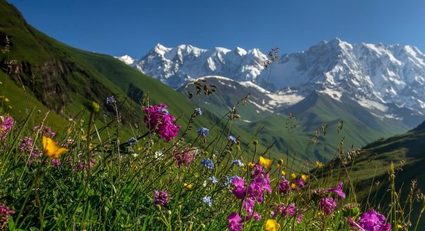 альпийские луга северной осетии