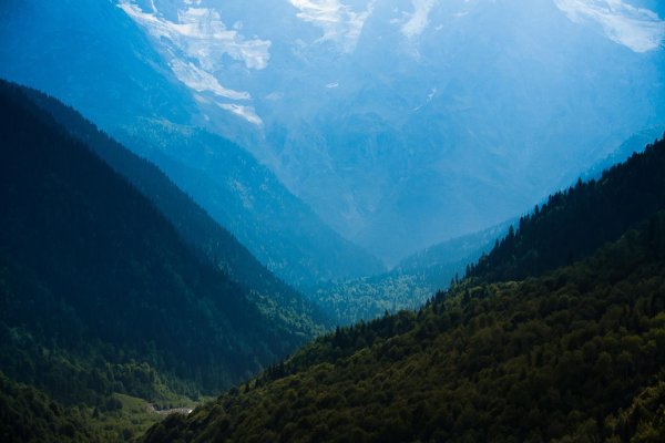 лес абхазии в горах