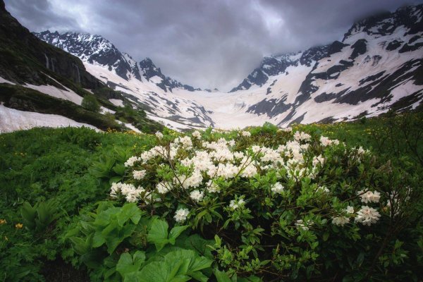 рододендрон приэльбрусья