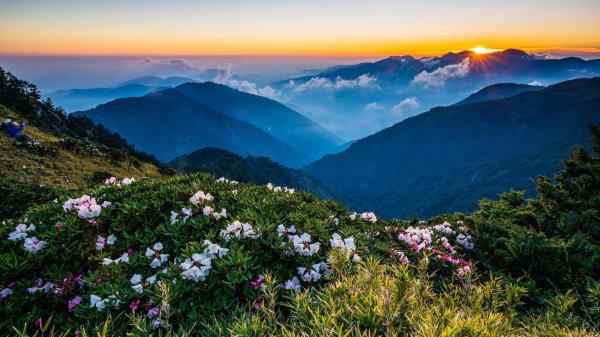 сочи рододендроны красная поляна