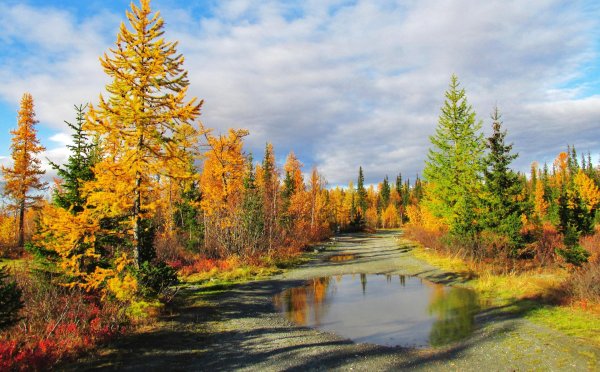 лиственница в лесотундре