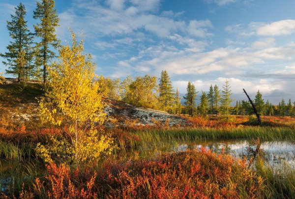 ямалоненецкий автономный округ тундра