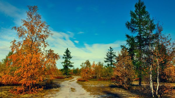 ямал тундра осень