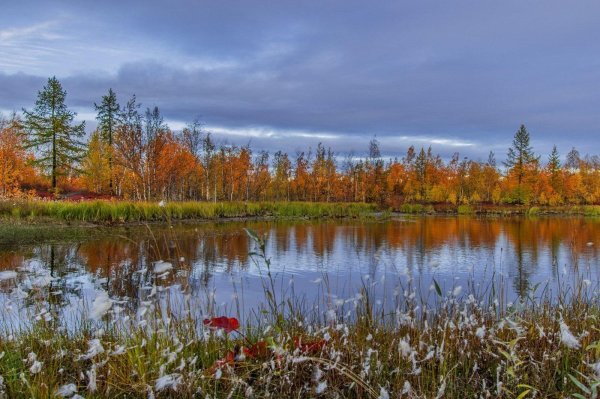 природа ямала