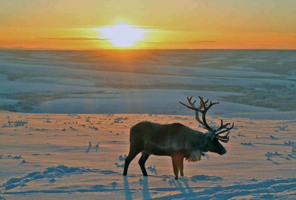 новоземельский северный олень