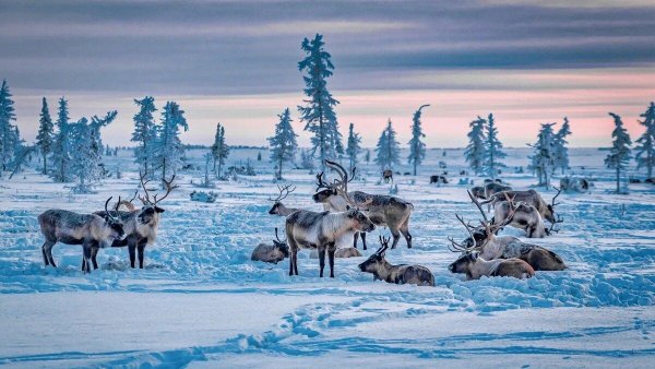 ненецкий автономный округ оленеводство