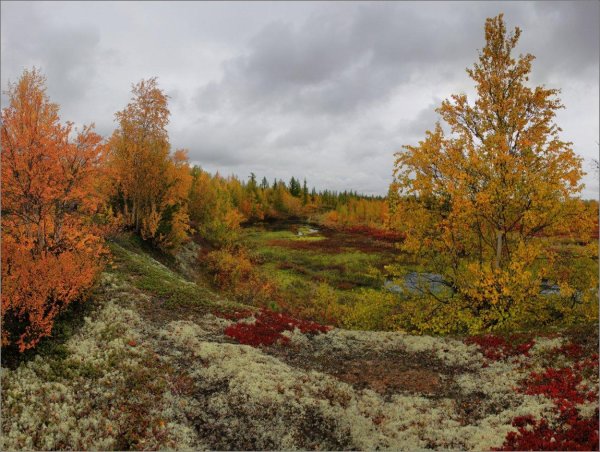 осенняя сеяхинская тундра
