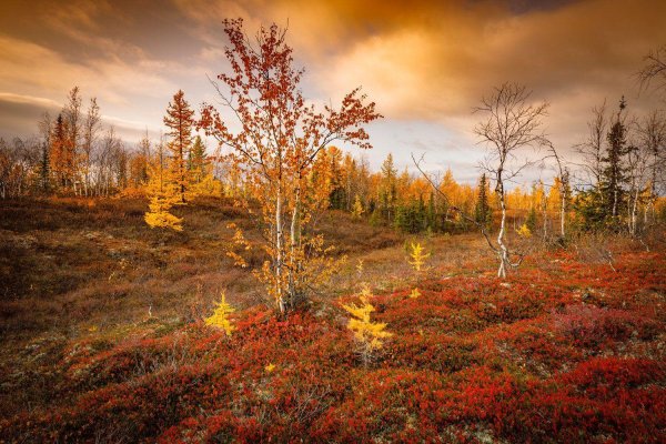 осенняя сеяхинская тундра