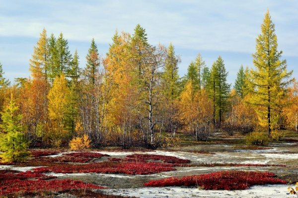 лиственница сибирская тайга