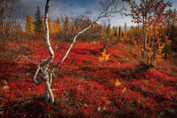 осенняя тундра