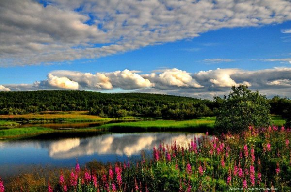 летние пейзажи