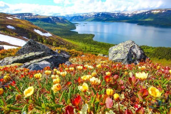 Природа севера