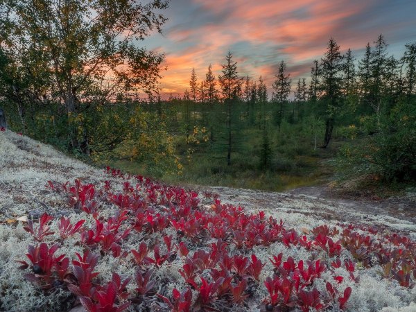 природа севера россии