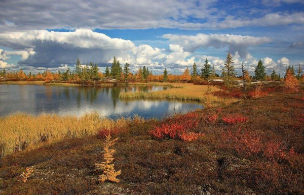 ямалоненецкий автономный округ тайга