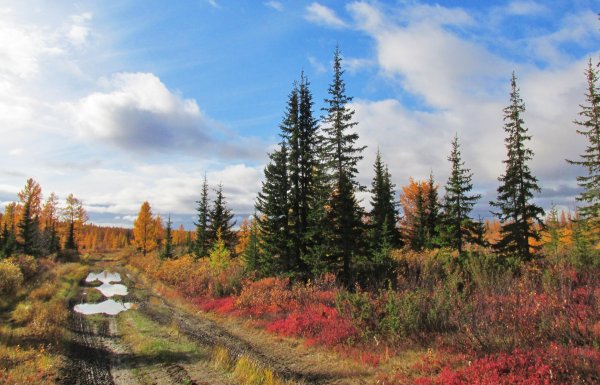 лиственница в лесотундре