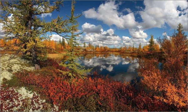 природа севера россии