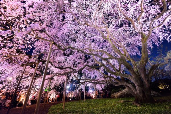 cherry blossoms in japan