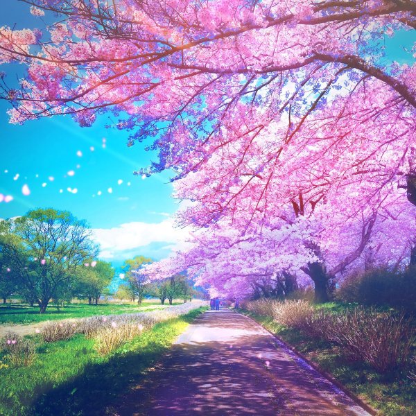 сакура аниме