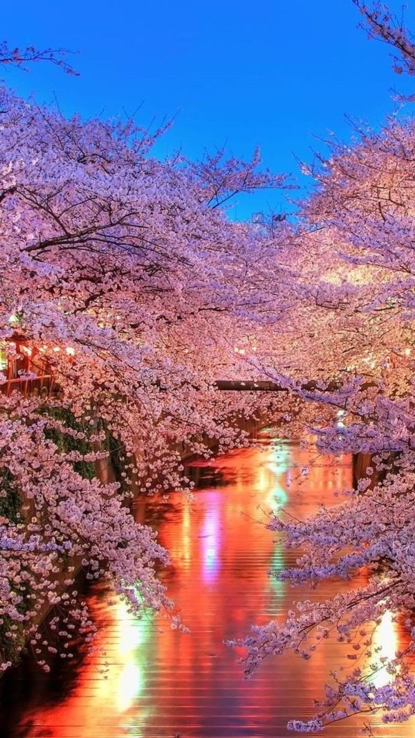 cherry blossom