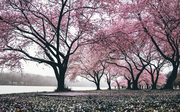 cherry blossom tree